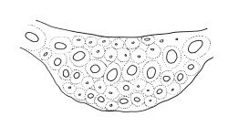 Dicranoloma robustum “integrifolium” growth form, costa cross-section, mid leaf. Drawn from G.O.K. Sainsbury 590, CHR 541110.
 Image: R.C. Wagstaff © Landcare Research 2018 